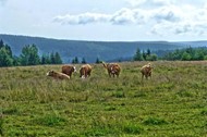 Beispielfoto - Fotoalbum